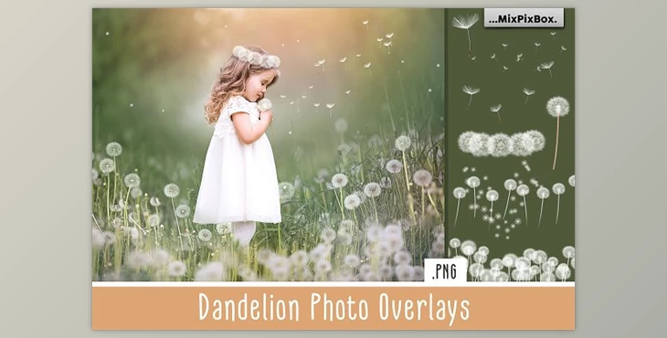 Download Dandelion Overlays CreativeMarket - 5219806