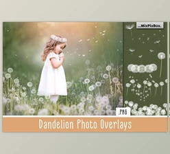 Download Dandelion Overlays CreativeMarket - 5219806