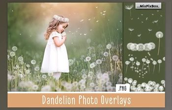 Download Dandelion Overlays <span class='badge badge-warning'>CreativeMarket</span> - 5219806