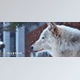 Download SilkyPix Developer Studio Pro v12.0.5 (Win, Mac-v11.0.18.0)