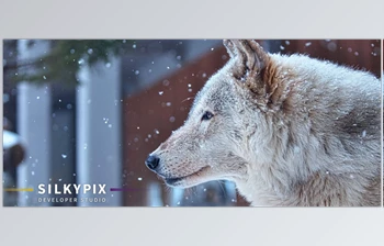 Download SilkyPix Developer <span class='badge badge-warning'>Studio</span> v12.0.5 (Win, Mac-v11.0.17.0)