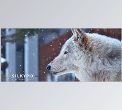 Download SilkyPix Developer Studio Pro v12.0.5 (Win, Mac-v11.0.18.0)