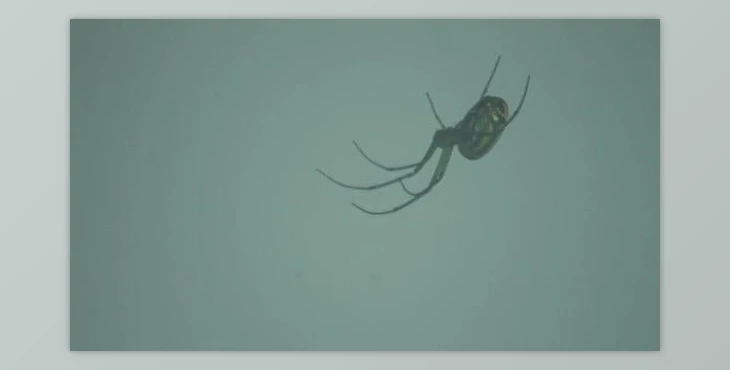 Download close up of spider hanging (Videohive 47079102)