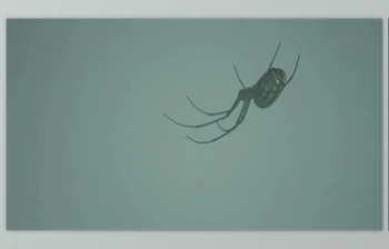 Download <span class='badge badge-warning'>close</span> up of spider hanging (Videohive 47079102)