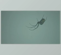 Download close up of spider hanging (Videohive 47079102)