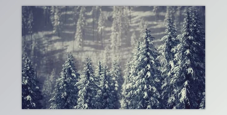 Download Winter Snow Covered Cone Trees on Mountainside (Videohive 47581723)