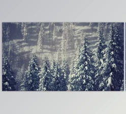 Download Winter Snow Covered Cone Trees on Mountainside (Videohive 47581723)