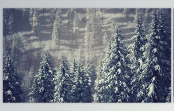 Download Winter Snow <span class='badge badge-warning'>Covered</span> Cone Trees on Mountainside (Videohive 47581723)