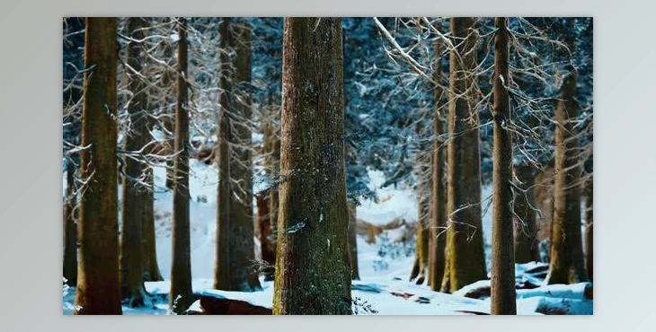 Download Winter Calm Forest at Sunny Day (Videohive 47581214)