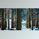 Download Winter Calm Forest at Sunny Day (Videohive 47581214)