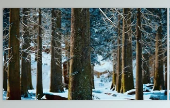 Download Winter Calm Forest at <span class='badge badge-warning'>Sunny</span> Day (Videohive 47581214)