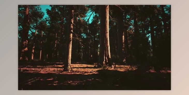 Download Sequoia Redwood Trees in the Sequoia National Park Forest (Videohive 47581259)