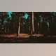 Download Sequoia Redwood Trees in the Sequoia National Park Forest (Videohive 47581259)
