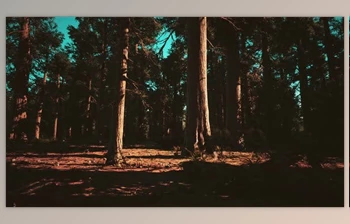 Download Sequoia Redwood Trees in the Sequoia National <span class='badge badge-warning'>Park</span> Forest (Videohive 47581259)