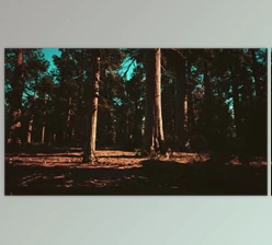 Download Sequoia Redwood Trees in the Sequoia National Park Forest (Videohive 47581259)