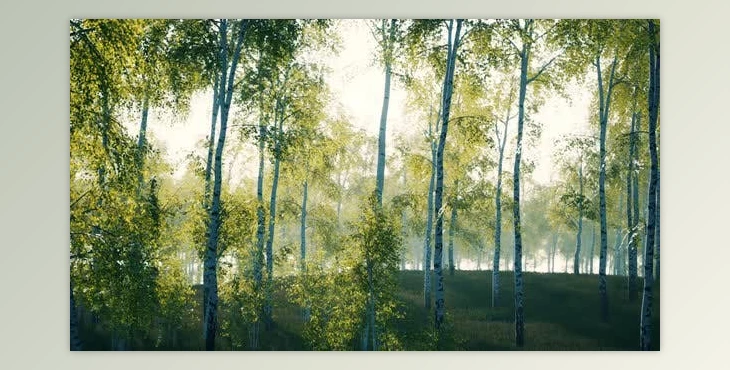 Download Summer July View of Birch Grove in Sunlight (Videohive 47581895)