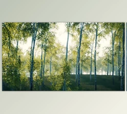 Download Summer July View of Birch Grove in Sunlight (Videohive 47581895)