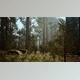 Download Tall Forest of Sequoias in Yosemite National Park (Videohive 47581270)