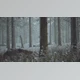 Download Winter Pine Forest with Fog in the Background (Videohive 47581362)