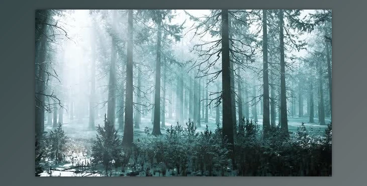 Download Winter Foggy Beech and Spruce Forest Scene (Videohive 47581102)