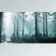 Download Winter Foggy Beech and Spruce Forest Scene (Videohive 47581102)