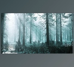 Download Winter Foggy Beech and Spruce Forest Scene (Videohive 47581102)