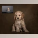 Download Sweet Soul Studio Fine Art Painterly Pets Collection
