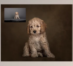 Download Sweet Soul Studio Fine Art Painterly Pets Collection