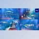 Download Christmas Dream Photo Slideshow for After Effects (Videohive 49130693) - AE Project