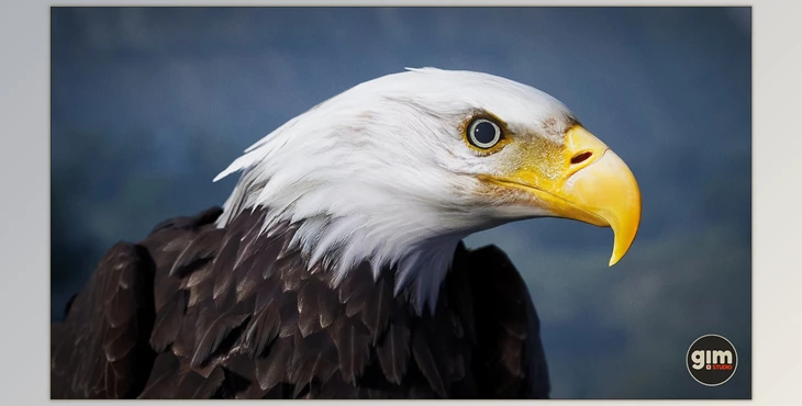Download Unreal Engine - Animalia - Bald and Golden Eagle v2.2.0