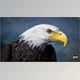 Download Unreal Engine - Animalia - Bald and Golden Eagle v2.2.0