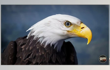 Download Unreal Engine - Animalia - Bald and Golden Eagle <span class='badge badge-warning'>v2.2.0</span>
