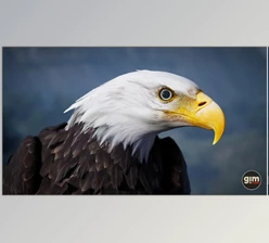 Download Unreal Engine - Animalia - Bald and Golden Eagle v2.2.0