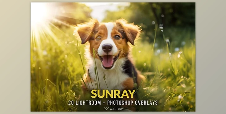 Download Creativemarket – Realistic sunlight overlays PNG and JPG