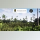 Download Unreal engine - Mesic Flatwoods Habitat  v5.3