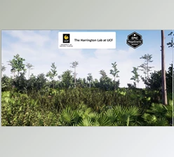 Download Unreal engine - Mesic Flatwoods Habitat  v5.3