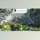 Download Unreal engine - Xeric Hammock Habitat Brush v5.3