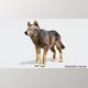 Download Unreal engine - Wolf – Male v5.3