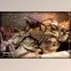 Download Unity asset - Spider Character Spiders Pack – Fantasy RPG v4.2