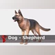 Download Unity asset - Dog – Shepherd v3.0