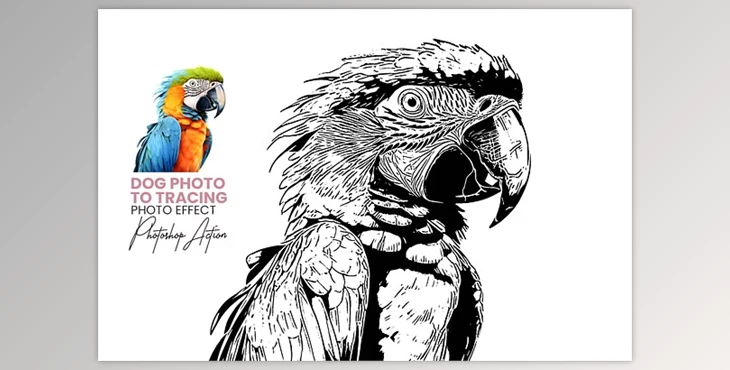 Download Animal Photo to Tracing - 92455981