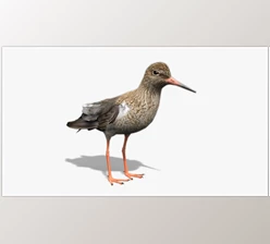 Download Unreal engine - Redshank v5.2