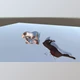 Download Unity Asset - Ragdoll Dismemberment System V2.1