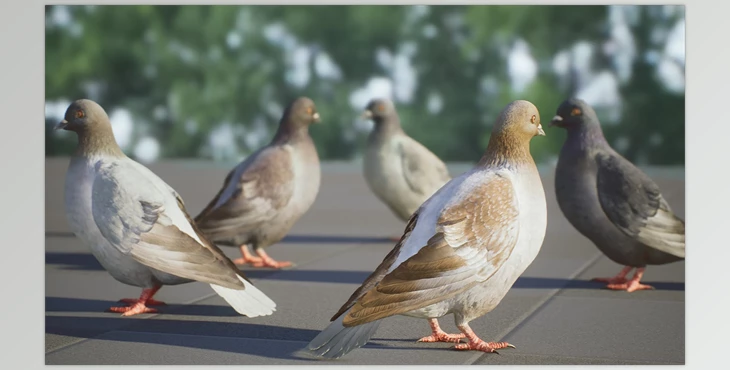 Download Unreal Engine - Realistic 3D Pigeon & Animations Pack v5.3