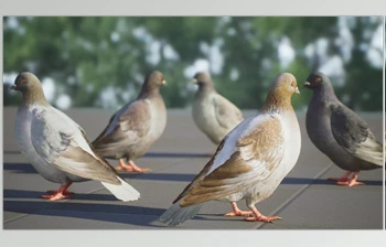 Download Unreal Engine - <span class='badge badge-warning'>Realistic</span> 3D Pigeon & Animations Pack v5.3