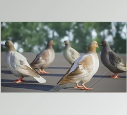 Download Unreal Engine - Realistic 3D Pigeon & Animations Pack v5.3